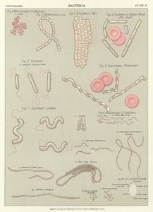 Bacterias de English School