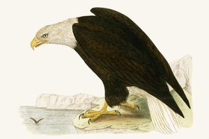 Águila calva, ilustración de 