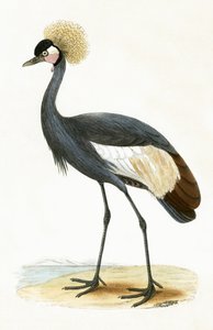 Grulla balear, ilustración de 