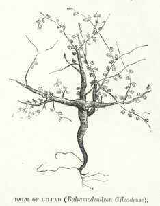 Bálsamo de Galaad, Balsamodendron Gileadense de English School