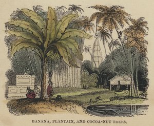 Árboles de Plátano, Plátano y Coco (grabado coloreado) de English School