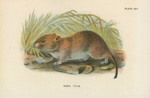 Ratón de campo de English School