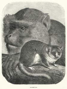 Mono de Berbería (grabado) de English School