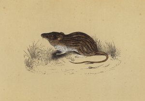Ratón de Berbería de English School