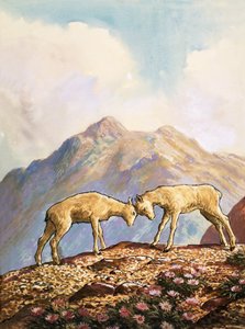 Oveja de Berbería