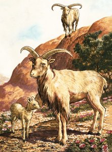 Ovejas de Berbería de English School