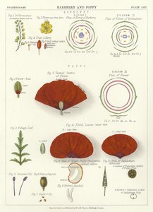Agracejo y amapola