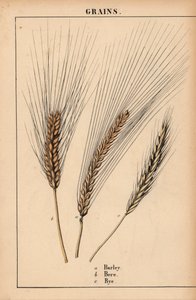Cebada, bere y centeno  , de "The Instructive Picturebook, or Lessons from the Vegetable World", [Charlotte Mary Yonge], Edimburgo de English School