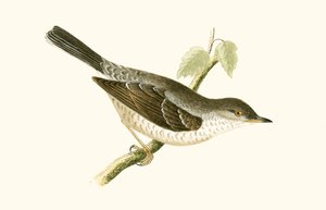 Curruca barrada, ilustración de 