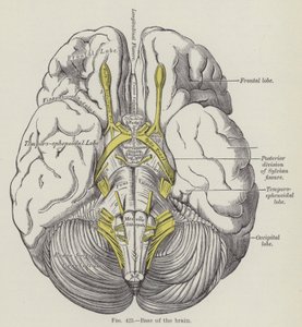 Base del Cerebro de English School