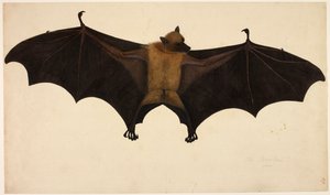 Murciélago, de la Colección Francis Buchanan, c.1804 (acuarela y gouache sobre papel) de English School
