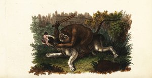 Batalla entre un bulldog y Jack, un mono cingalés, en Worcester, Inglaterra de English School