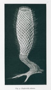 Bellezas de la naturaleza: Euplectella Suberea (litografía) de English School