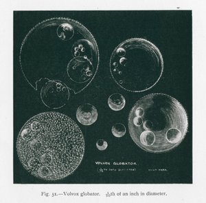Bellezas de la naturaleza: Volvox Globator (litografía) de English School