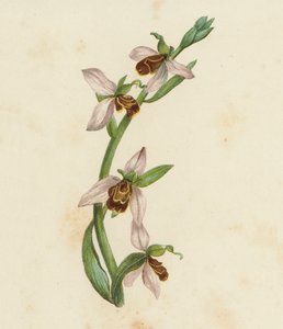 Bee Orchis, Ophrys Apifera (litografía en color) de English School