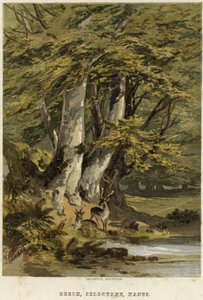 Hayedos, cerca de Selborne, Hampshire de English School