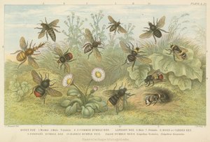 Abejas