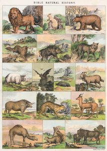 Historia Natural de la Biblia de English School