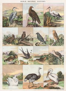 Historia natural de la Biblia de English School