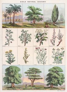 Historia natural de la Biblia