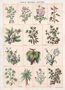 Historia Natural de la Biblia de English School