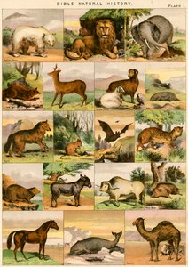 Historia natural de la Biblia de English School