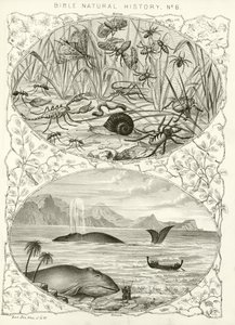 Historia natural de la Biblia de English School