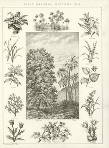 Historia natural de la Biblia de English School
