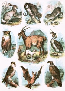 Ilustraciones Bíblicas de English School