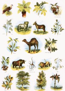 Ilustraciones bíblicas de English School