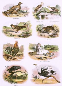 Historia natural bíblica de English School