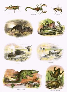 Historia natural bíblica de English School