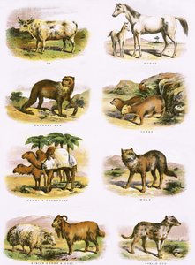 Historia natural bíblica de English School
