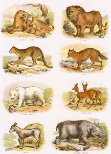 Historia natural bíblica de English School
