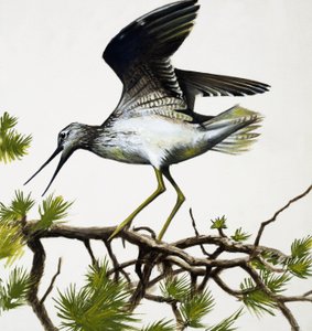 Pájaro de English School