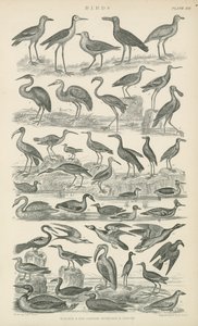 Aves de English School