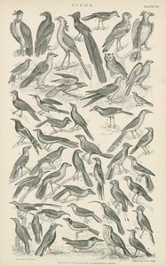 Pájaros (grabado)