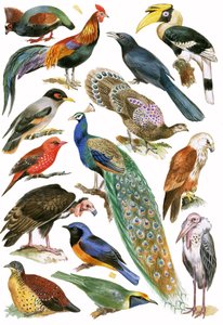 Pájaros de English School