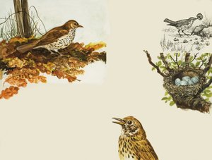 Aves y nido de aves