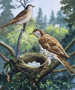 Aves y Nido de English School