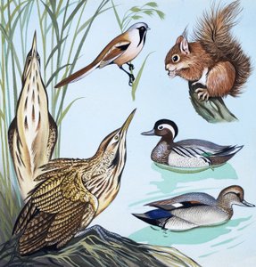 Pájaros y ardilla