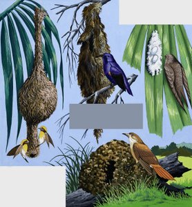 Montaje de aves y sus nidos