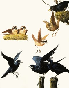 Montaje de Pájaros