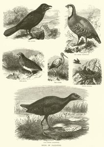 Aves de Palestina (grabado) de English School