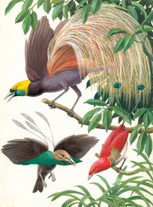 Aves del Paraíso de English School