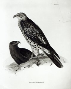 Aves de Presa, lámina 2 de 