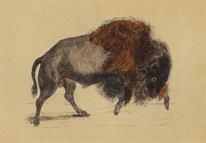 Bisonte (litografía en color)