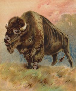 Bisonte (litografía en color) de English School
