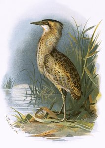 Avetoro