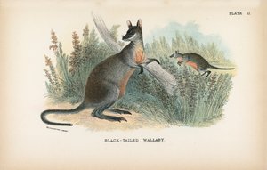 Wallaby de cola negra de English School